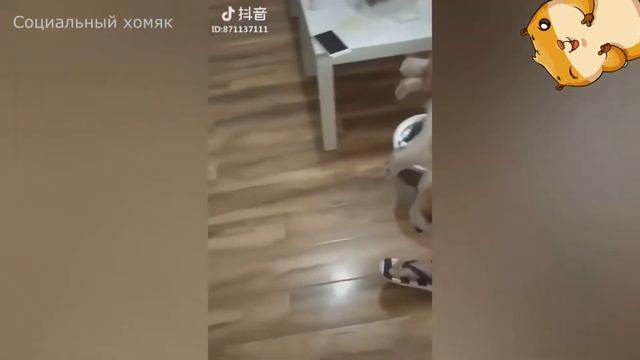 МИЛЕЙШИЕ И НЕУКЛЮЖИЕ ЖИВОТНЫЕ ТУТ 2018 Сентябрь топ приколы смотреть онлайн