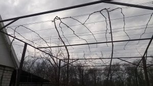 Обрезка винограда на беседке 2020