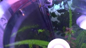 Гибнут креветки в аквариуме! Добавил Единол! Обзор аквариумных креветок!