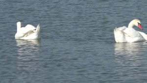 Природа станицы Калниболотская