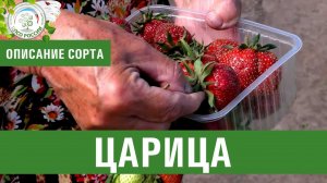 Клубника. Описание сорта Царица. Айтжанова Светлана Дмитриевна о сортах земляники.