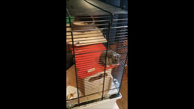 Смешные животные. Забавные хомячки. Мистер хомяк Нобби. Cute pets. Hamster. Funniest animals videos