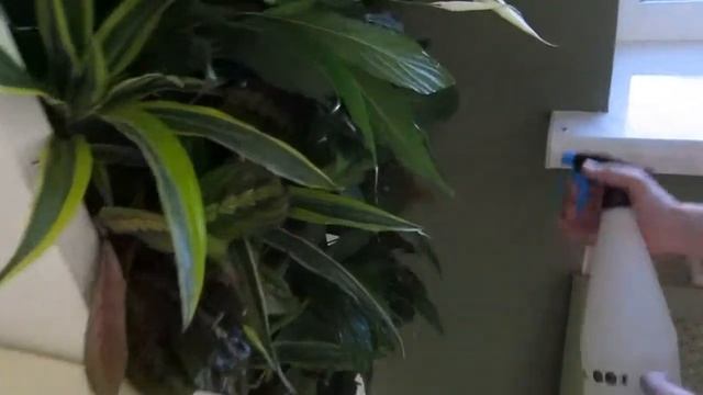 Вертикальное озеленение, фитостены, фитомодуль Palma De смотреть онлайн