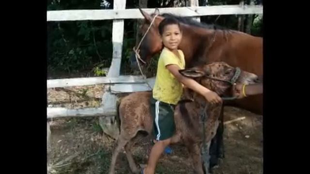 La engañe walberto Miranda autor Juan Matos Morales смотреть онлайн