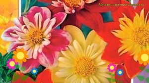 Георгина Коларетте дэнди микс. Краткий обзор, описание характеристик Kolarette dandy mix