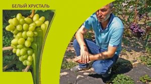 @Какой виноград посадить  Сравнение сортов и форм винограда