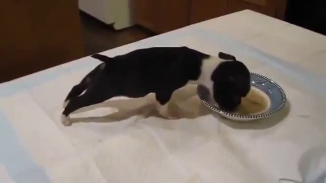 Щенок смешно кушает! смотреть онлайн