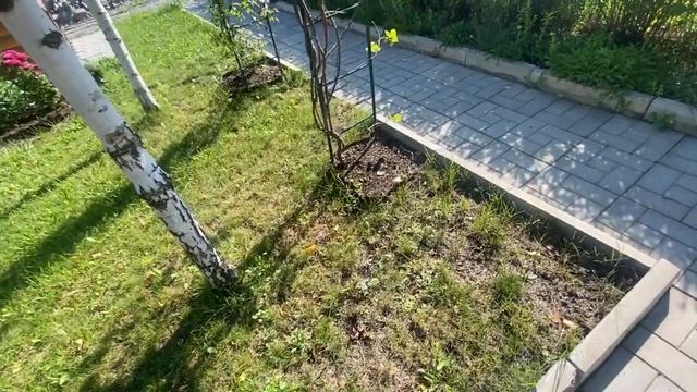 Уральский сад страдает , но достойно держится !Украла солнечный часок?Льют дожди?Бушуют ветра! смотреть онлайн