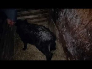 КОРМИМ МОЛОЗИВОМ ТЕЛЕНКА ПО ИМЕНИ СТРИМ