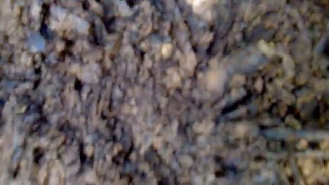 buscando tuber nitidum.mp4 смотреть онлайн