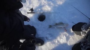 НАСАДКИ НА ЛУНКИ для ловли СУДАКА?! За судаком с Чулановым в Казань! Зимняя рыбалка на Раттлины