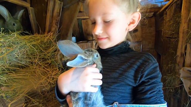 КРОЛИКИ, ЦИПЛЯТА И ЩЕНОК / Мы едем к бабушке / Мирослава живет на дереве смотреть онлайн