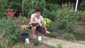 Уход за ромашкой после цветения Что нужно сделать обязательно