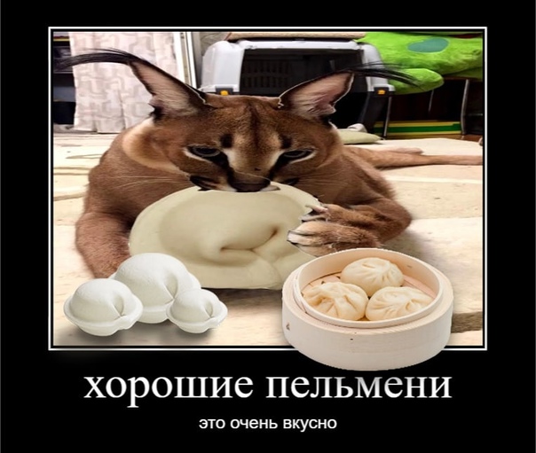 Кот с пельменями мем