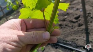 Как получить пасынковый урожай винограда