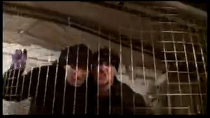 Капа и Картель - Капа и Картель.avi