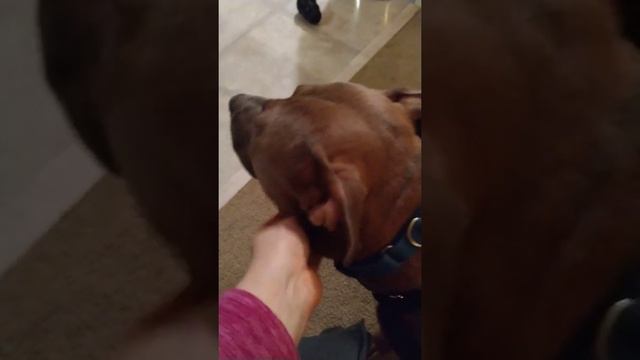 What is a Martingale Collar? смотреть онлайн