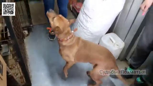 Подарили приюту бездомных животных праздник! Сюрприз от зоомагазина  Petshop.ru
