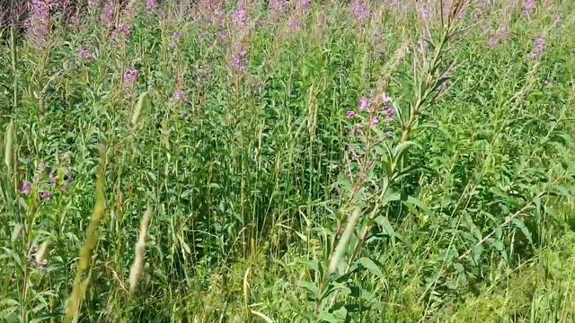 Пасека, иван чай, взяток смотреть онлайн