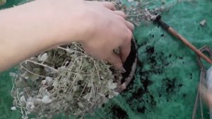 Дихондра или Серебристый Водопад, пересадка в горшок побольше.