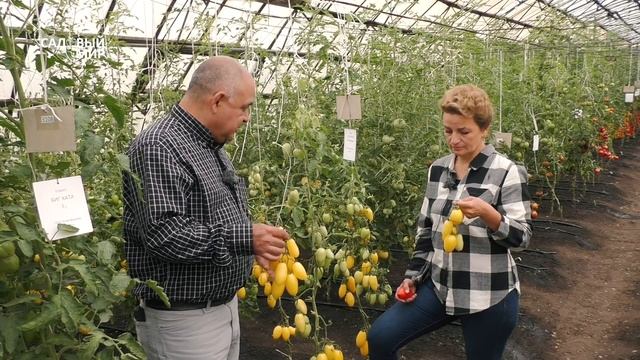 Урожайные томаты даже в мокрое лето! Сорта нового поколения!+ смотреть онлайн