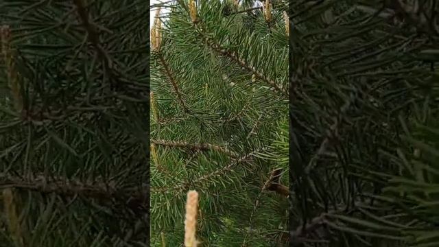 Молодые сосновые шишки смотреть онлайн