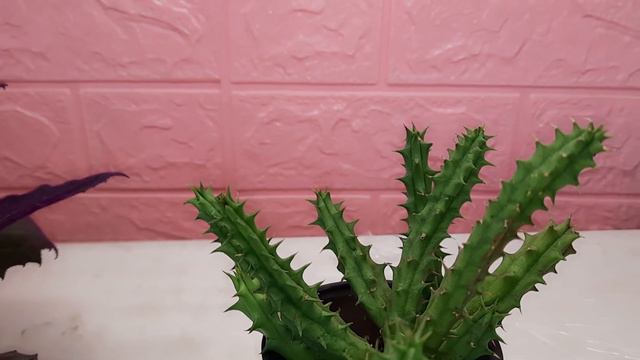 Цвети по алфавиту "Г" смотреть онлайн