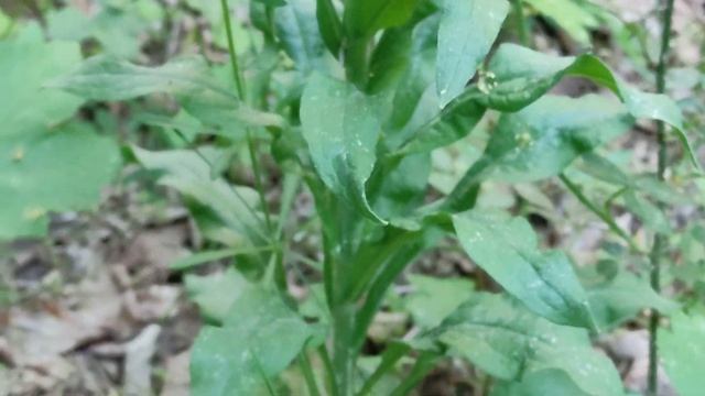 Ostrzeń pospolity - Cynoglossum officinale cz2 смотреть онлайн