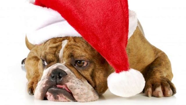 RAULITO RODRÍGUEZ y su Bachata Banda - FELIZ NAVIDAD смотреть онлайн