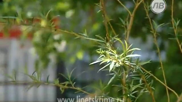 В Липецке появились ивы Жуковского, Некрасова... смотреть онлайн