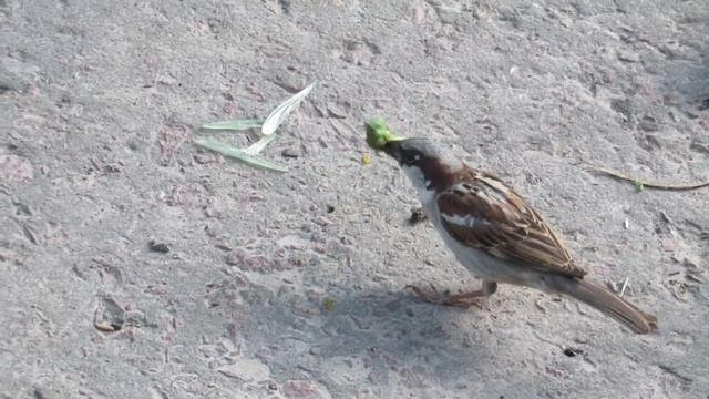 Воробей поймал большого кузнечика#горобець#коник#locust #sparrow#grasshopper смотреть онлайн