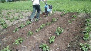 Нева МБ1 Мульти-Агро, окучивание картошки