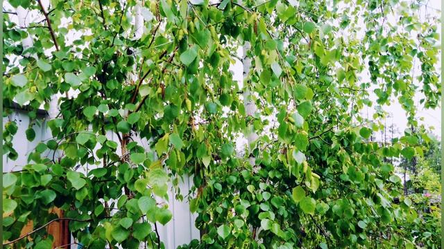 Семейный отдых в Якутии, летняя рыбалка, шашлыки, скульптуры из дерева. смотреть онлайн