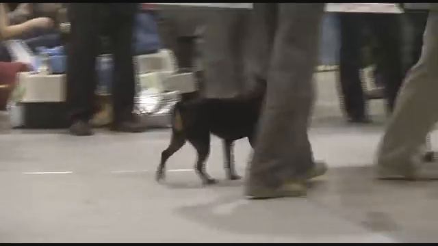 DogStatus.ru: Дельта-Пал. Цвергпинчеры. Взрослые классы. смотреть онлайн