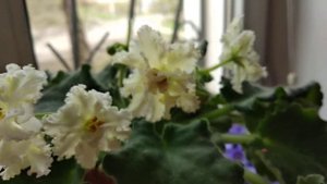 Фиалка. Цветение. ЛЕ-Оскар. 15.04.2019