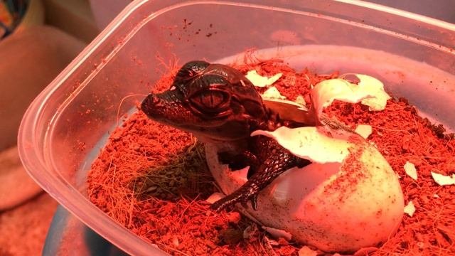 Вылупление крокодила | Hatching Crocodile