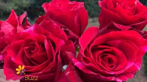 Rose Red Panther