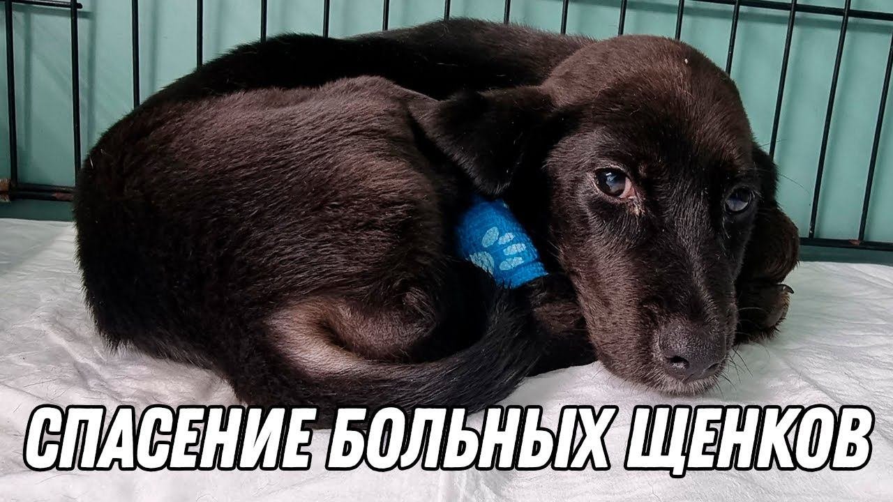 Спасение больных щенков, привез кота в клинику и увидел щенков