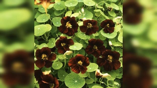 #lifestreet #Autographplant #plants #clusia #clusiarosea #autographtree Best Plant OfAutoGraph Plan смотреть онлайн