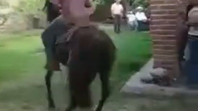 Танцующий Конь!!! смотреть онлайн