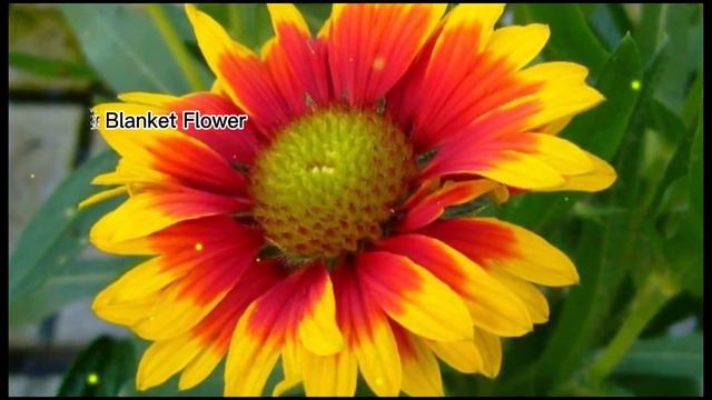 Amazing Flowers with Name смотреть онлайн