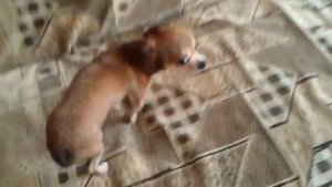 Маленькая но очень злая собака