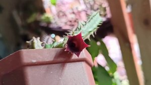 У меня зацвела гуэрния!