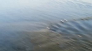 рыбалка бреднем