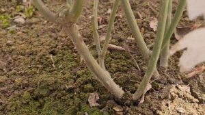 РОЗЫ ПРОСНУЛИСЬ! ПЕРВЫЕ ШАГИ в уходе ЗА РОЗАМИ ВЕСНОЙ. Чем ОПРЫСКАТЬ ПОСЛЕ ЗИМЫ