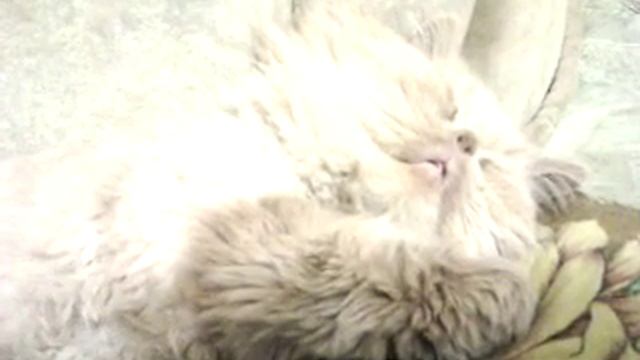 Лола спит, храпит, кого-то точит... смотреть онлайн