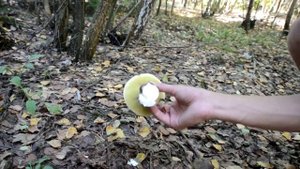Видео-урок. Как и где собирать Белые Грибы, часть 3