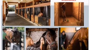 Биология. Тема урока:"Домашние лошади. Выращивание жеребят".