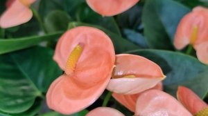 04.05.2022-Поступление растений из Голландии: Антуриум, Anthurium, Алоказия, Alocasia - Цветы Вместе