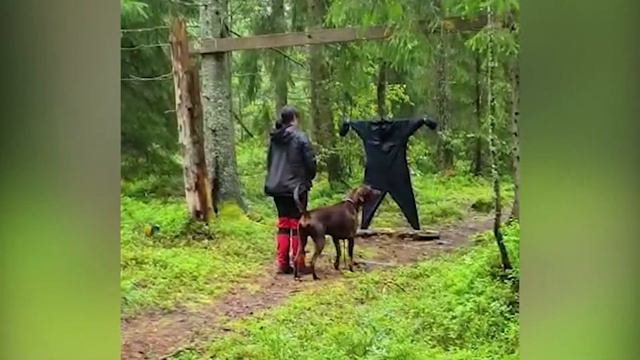 Mental Character Test, Doberman 15 months old смотреть онлайн